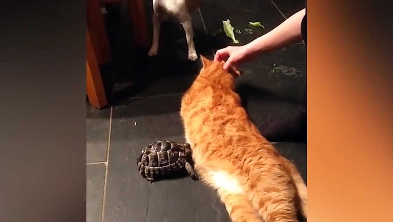 Ozzy Man Reviews Tortoise vs Cat