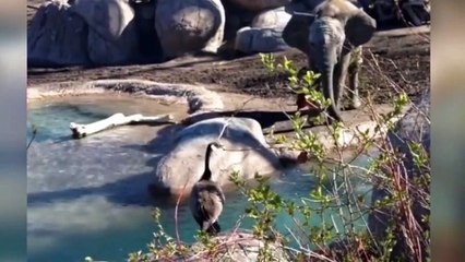 Ozzy Man Reviews Goose vs Elephant