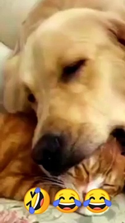 Funny video