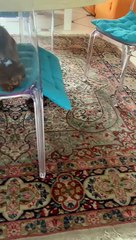 Teckel fait drôle de tête - Buzz Buddy