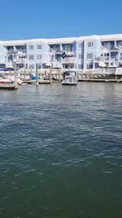 Big Rig Boat Cruises par - Buzz Buddy