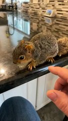 Bébé écureuil obtient quelques rayures - Buzz Buddy