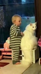 Le chat et le bébé sont les meilleurs amis - Buzz Buddy