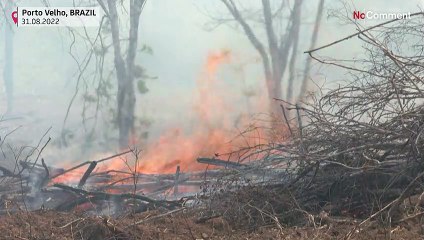 بالفيديو: النيران تستعر في الغابات المطيرة بالبرازيل