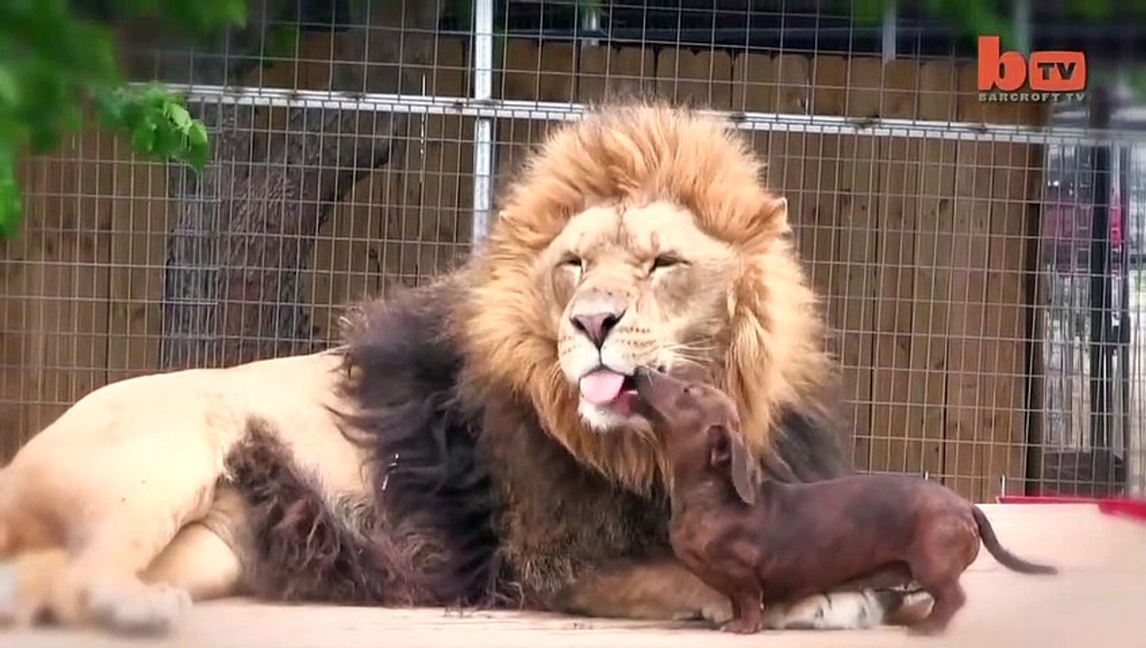 Ozzy Man Reviews Animals Helping Each Other video Dailymotion