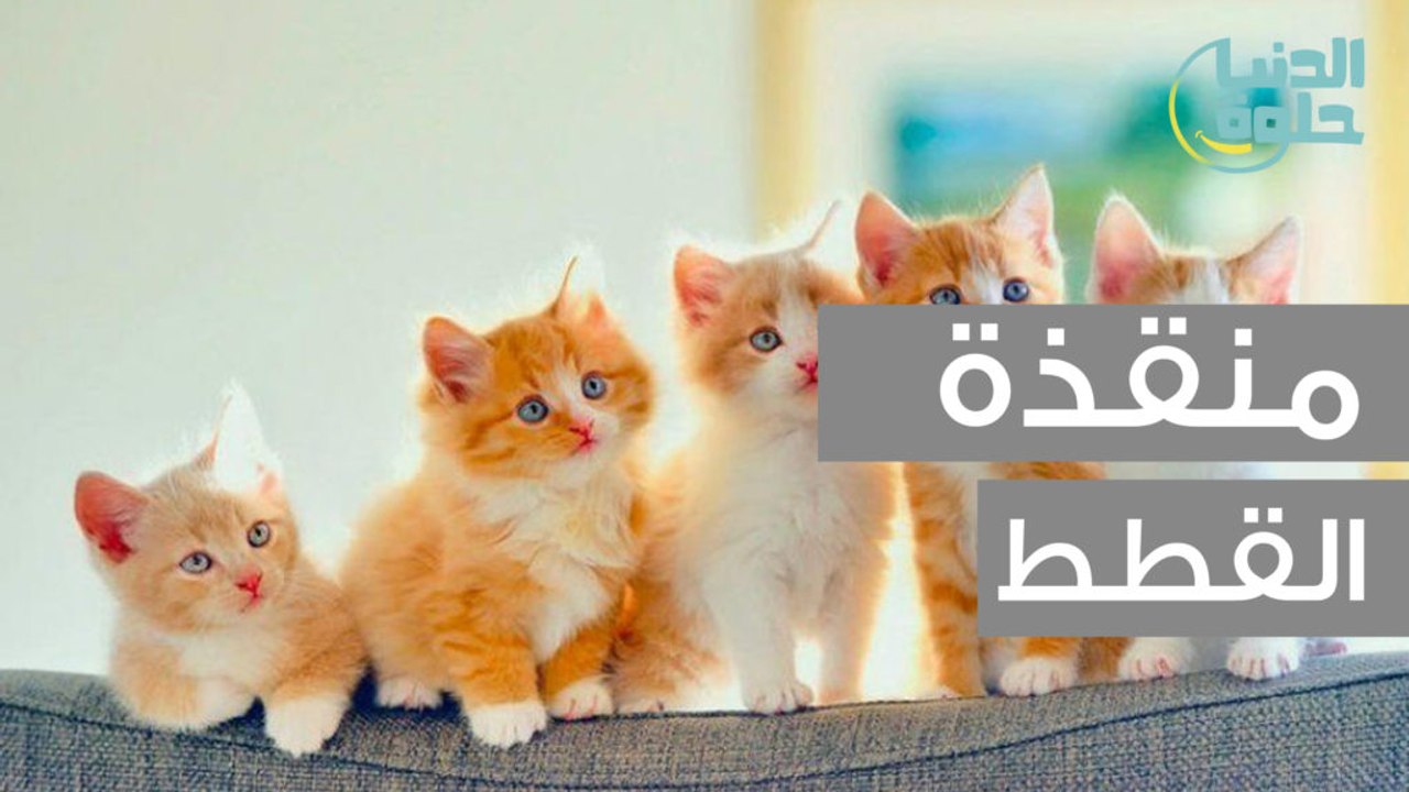 منقذة القطط