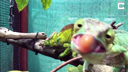 Ozzy Man Reviews Chameleons