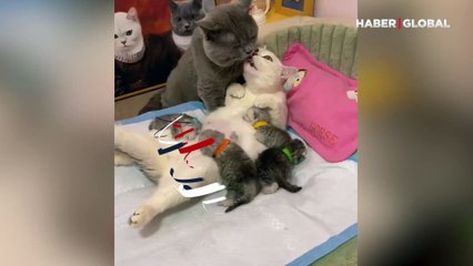 Doğum yapan kediye eşinden destek: Onu asla yalnız bırakmadı