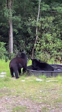 Les ours noirs s'amusent dans la piscine - Buzz Buddy
