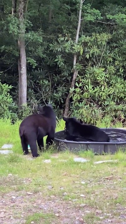 Les ours noirs s'amusent dans la piscine - Buzz Buddy