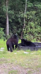 Les ours noirs s'amusent dans la piscine - Buzz Buddy
