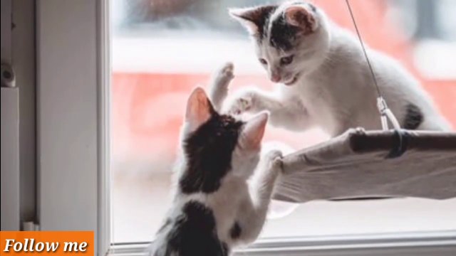 Relaxing Piano Music for Cat and Kittens with Cat Purring Sound, Birds Chirping & Meow, Cat Sleep Music