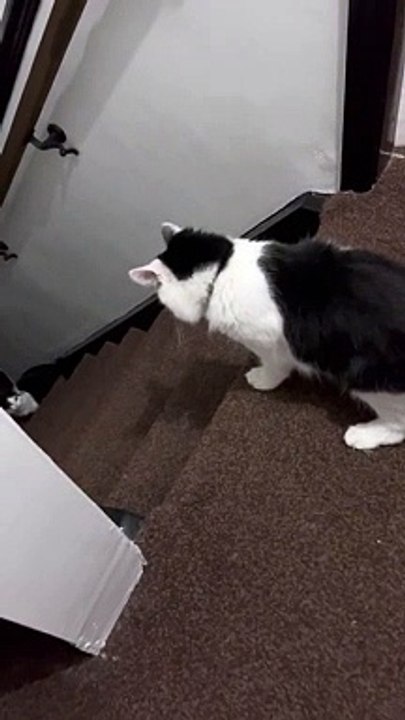 Feisty Cat tombe dans les escaliers - Buzz Buddy