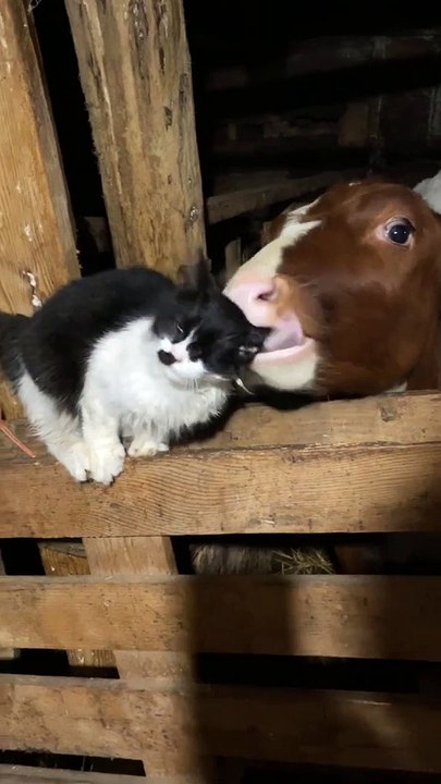 Chat se fait toiletter par son veau - Buzz Buddy