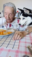 Husky et grand-mère mangent ensemble - Buzz Buddy