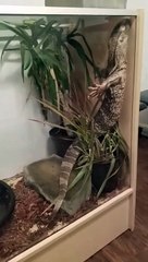 Lézard pose dans un enclos comme dans la célèbre scène du Titanic - Buzz Buddy