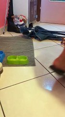 Le chat ne laissera pas le propriétaire lui donner de la nourriture - Buzz Buddy