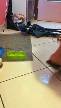 Le chat ne laissera pas le propriétaire lui donner de la nourriture - Buzz Buddy