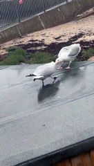 Les mouettes se battent pour la nourriture - Buzz Buddy