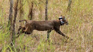 Bobcat Prepares For Freedom