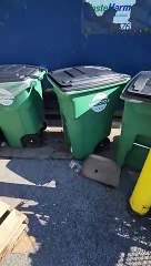 Maggot Mania dans une poubelle - Buzz Buddy