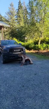 Voir la réaction de notre chien au tapis Cougar - Buzz Buddy