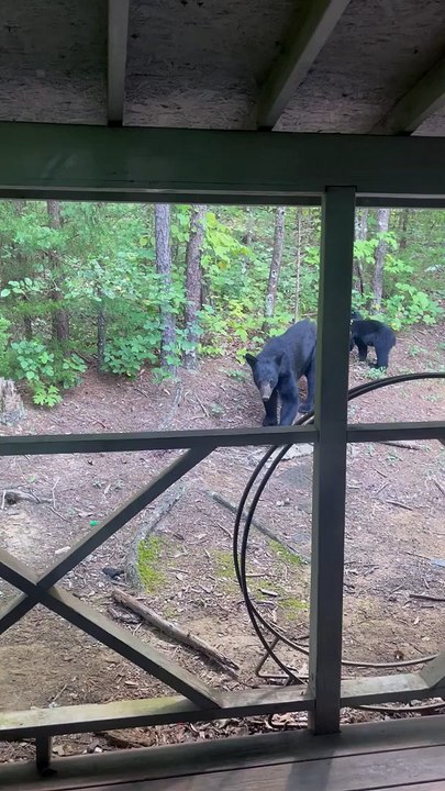 Burger Craving Bear trouve de la nourriture dans la poubelle - Buzz Buddy