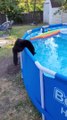 Kitty effrayé tombe dans la piscine - Buzz Buddy
