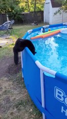Kitty effrayé tombe dans la piscine - Buzz Buddy
