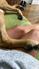 Propriétaire de Ticklish Labrador Kicks - Buzz Buddy