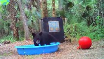 Bear Cub aime la balle et la piscine - Buzz Buddy