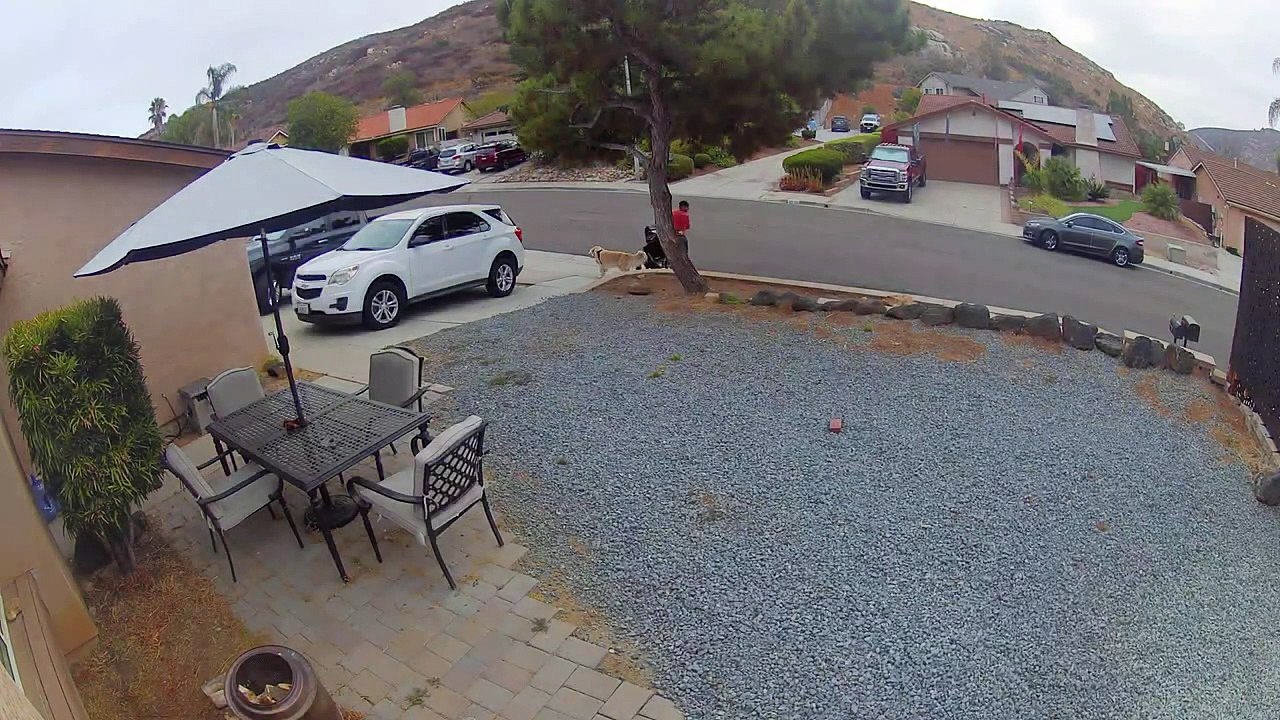 Mon chien a fermé la porte d'entrée et l'anarchie s'est ensuivie - Buzz Buddy