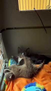 Le chaton et le raton laveur orphelins sont inséparables - Buzz Buddy