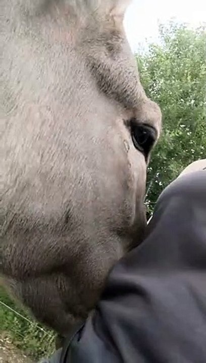 Smiley Donkey aime les câlins - Buzz Buddy