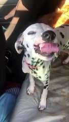 Adorable chien est tout sourire - Buzz Buddy