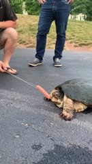 Ne plaisante pas avec les vivaneaux - Buzz Buddy