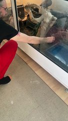 Savannah Monitor grimpe la jambe du propriétaire pour une collation - Buzz Buddy