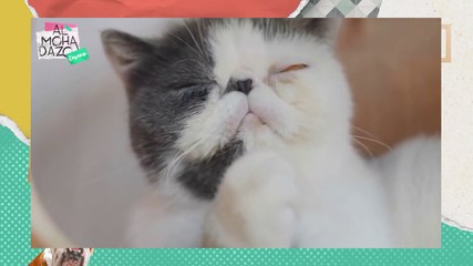 Los gatos y el lenguaje humano - Almohadazo Casero