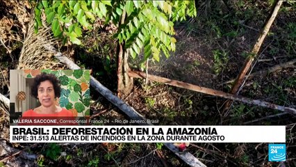 Informe desde Río de Janeiro: 31.513 incendios reportados durante agosto en la Amazonía brasileña