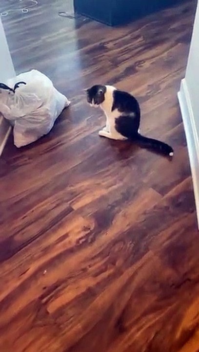 Le chat imite son mari avec un mal de dos - Buz...