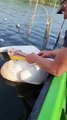 Sauver un pélican pris dans un filet de pêche - Buzz Buddy