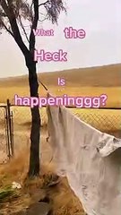 Une tempête de poussière envoie une femme courir avec un raton laveur - Buzz Buddy