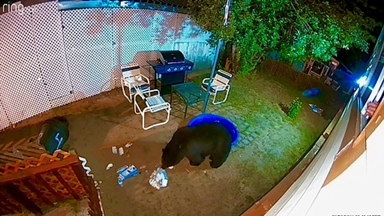 Grumpy Mama Bear dans ma cour - Buzz Buddy