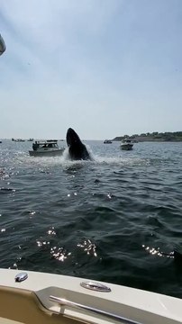 Breaching Whale Slams Boat - Buzz Buddy