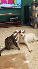 Un chat donne un massage du visage à un chien - Buzz Buddy