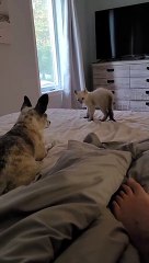 Bébé Lynx cherche des problèmes avec Chihuahua - Buzz Buddy