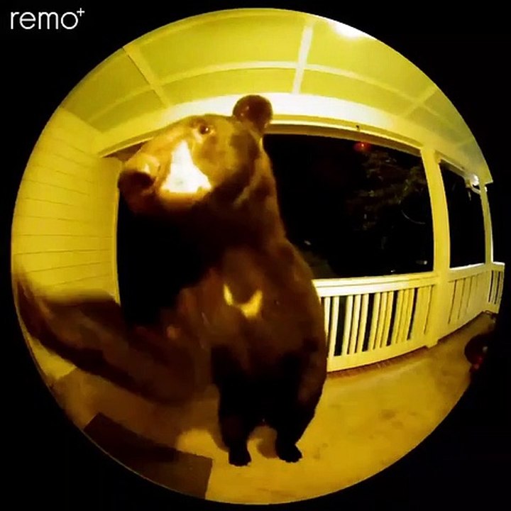 Bear Rings Doorbell - Buzz Buddy