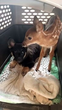 Le petit chef le chiot n'est pas content du faon dans sa caisse - Buzz Buddy