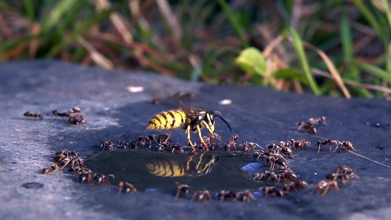 La guêpe s'envole pour secouer les fourmis - Buzz Buddy