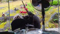 Boissons de la famille Black Bear aux mangeoires pour colibris - Buzz Buddy